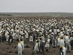 King Penguin