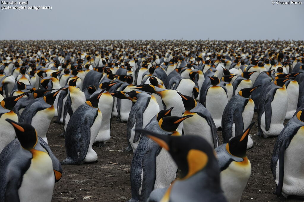 King Penguin, habitat, colonial reprod.