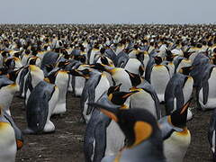 King Penguin