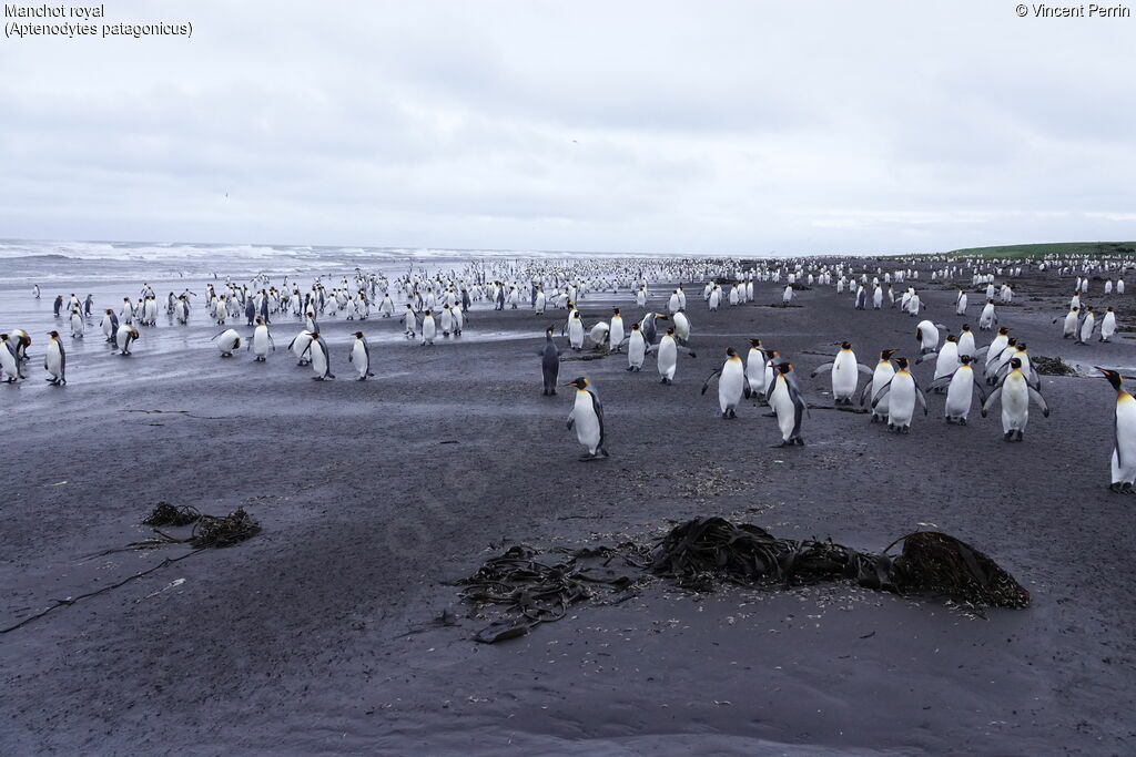 Manchot royal, habitat