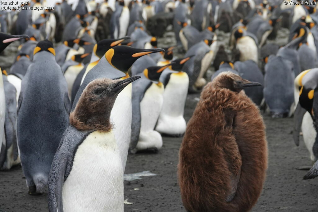 King Penguin, habitat, colonial reprod.