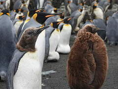 King Penguin