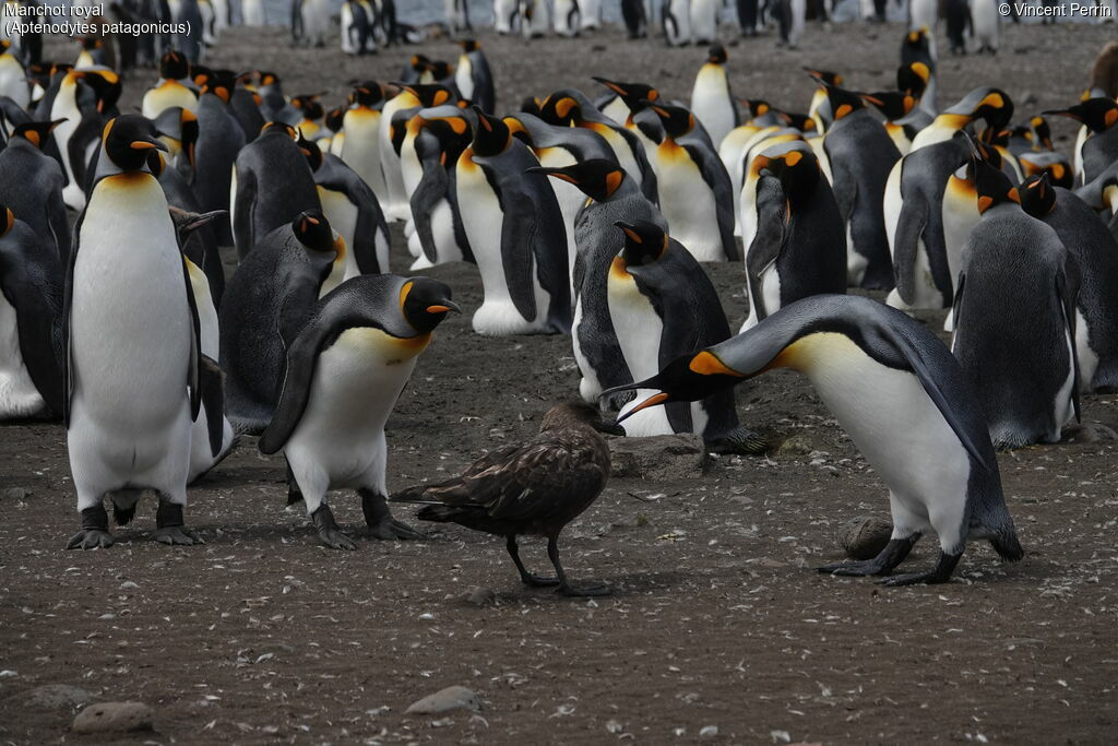 King Penguin, habitat, colonial reprod.