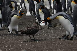 King Penguin