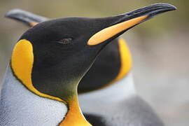 King Penguin