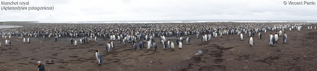 King Penguin