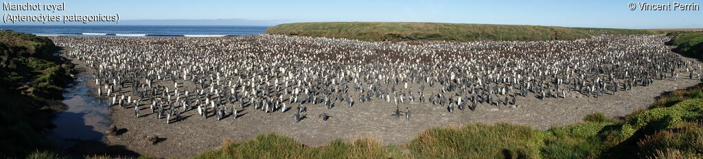 King Penguin, colonial reprod.