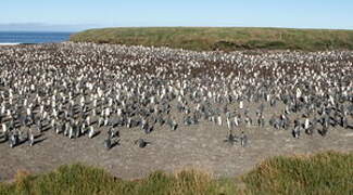 King Penguin