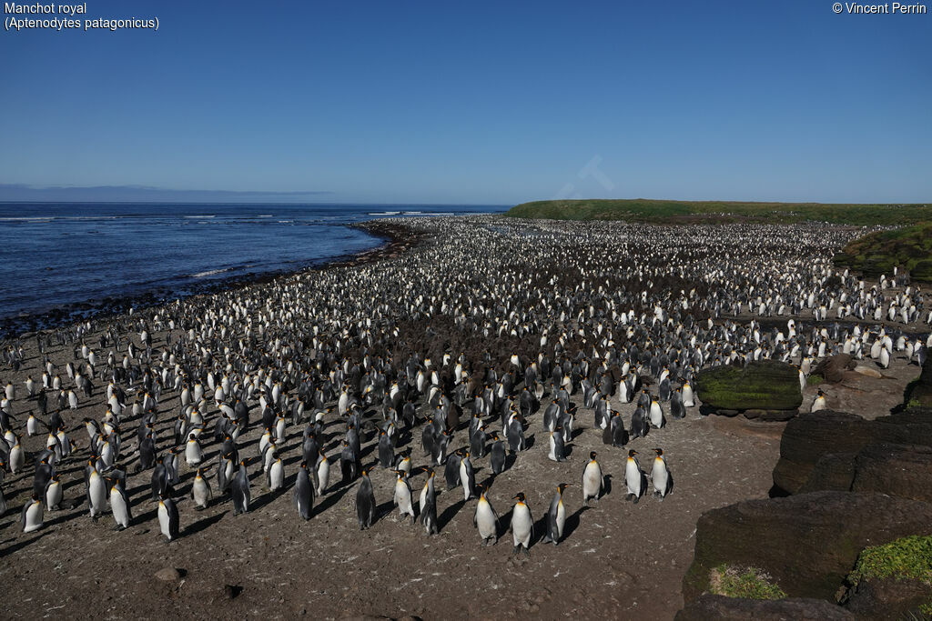 King Penguin, colonial reprod.