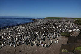 King Penguin