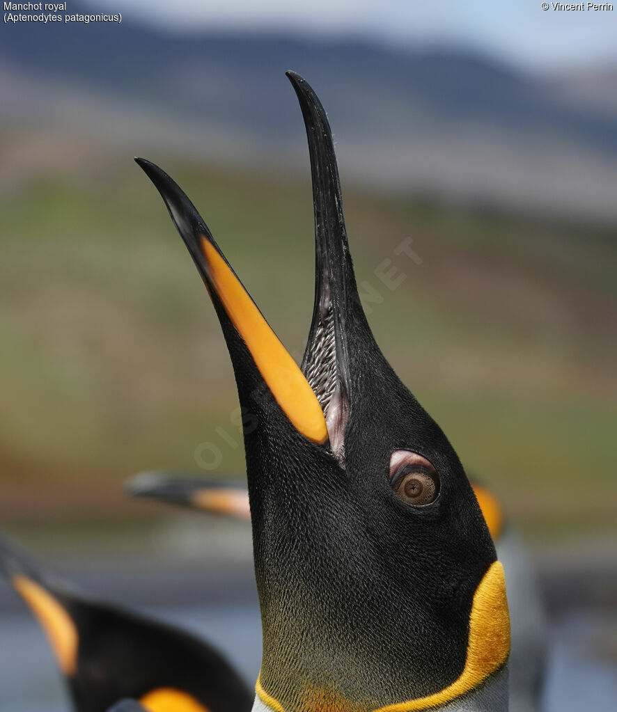 King Penguin