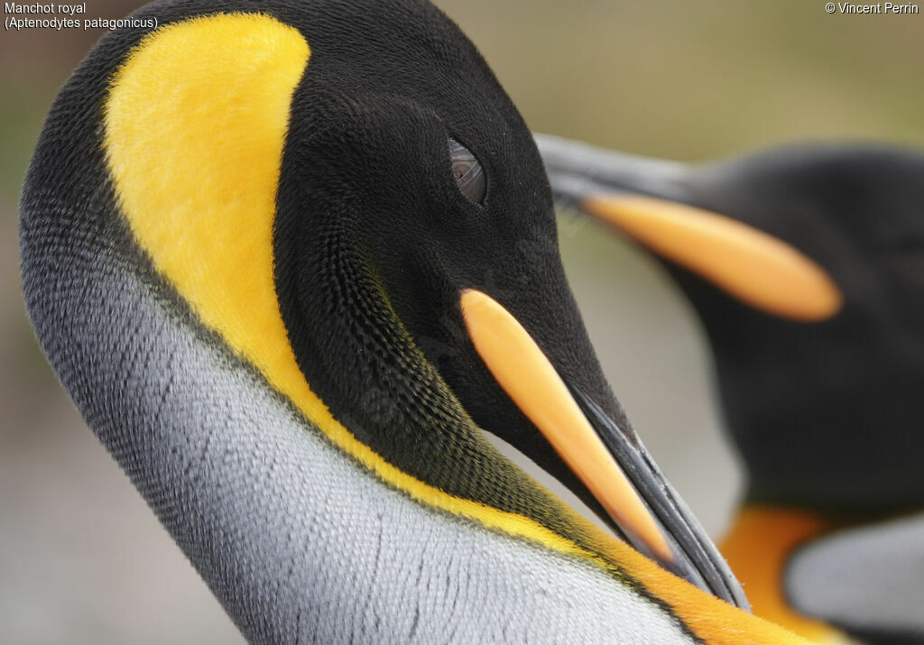 King Penguin