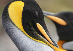 King Penguin