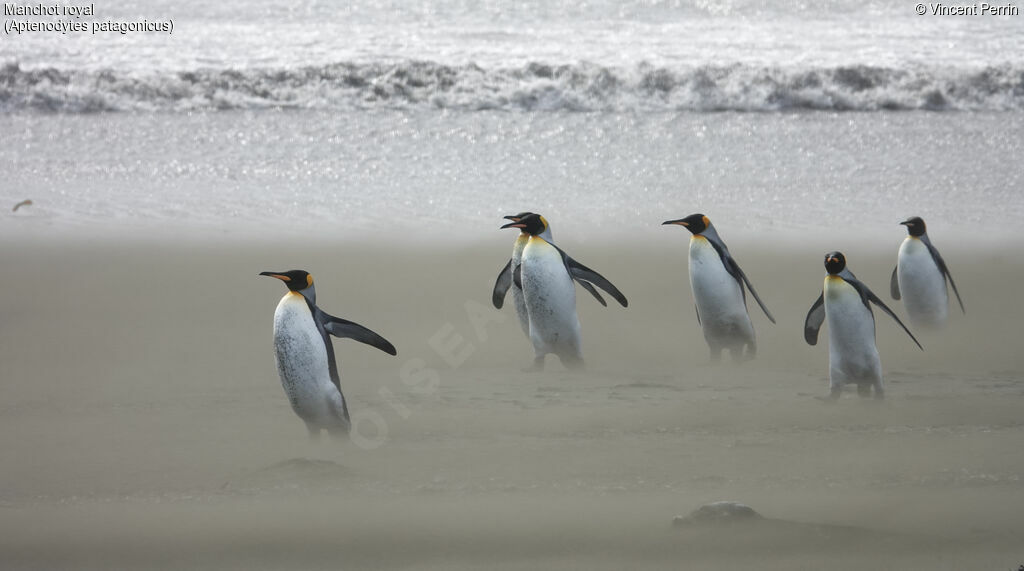 King Penguin