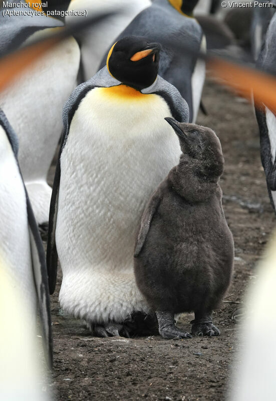 King Penguin, Reproduction-nesting