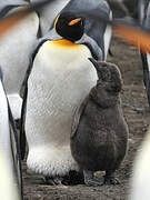 King Penguin