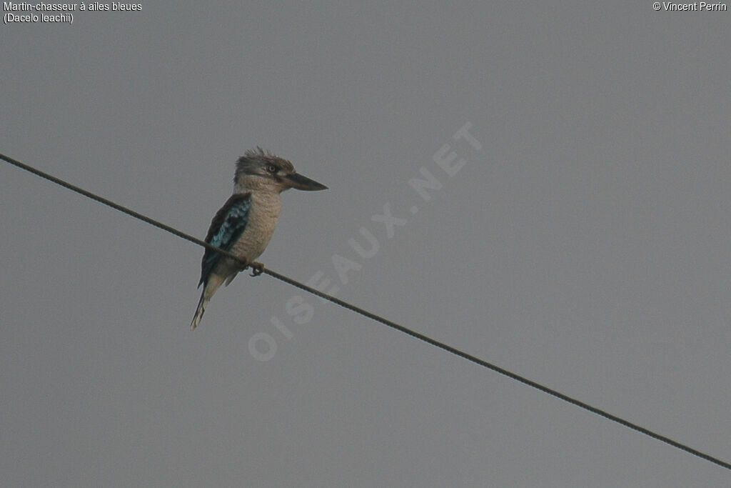 Martin-chasseur à ailes bleues