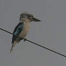 Martin-chasseur à ailes bleues