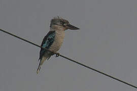 Martin-chasseur à ailes bleues