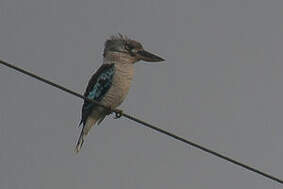 Martin-chasseur à ailes bleues