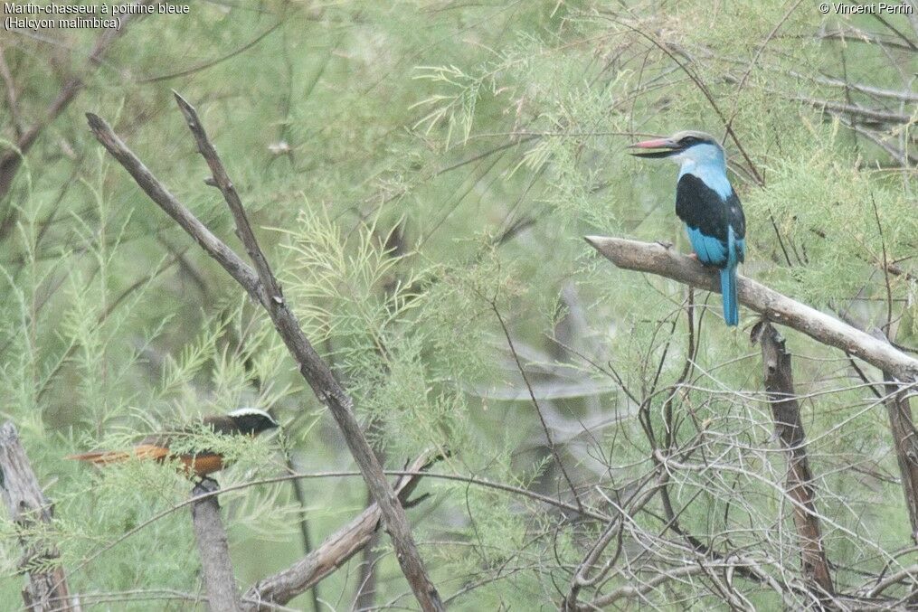 Blue-breasted Kingfisher