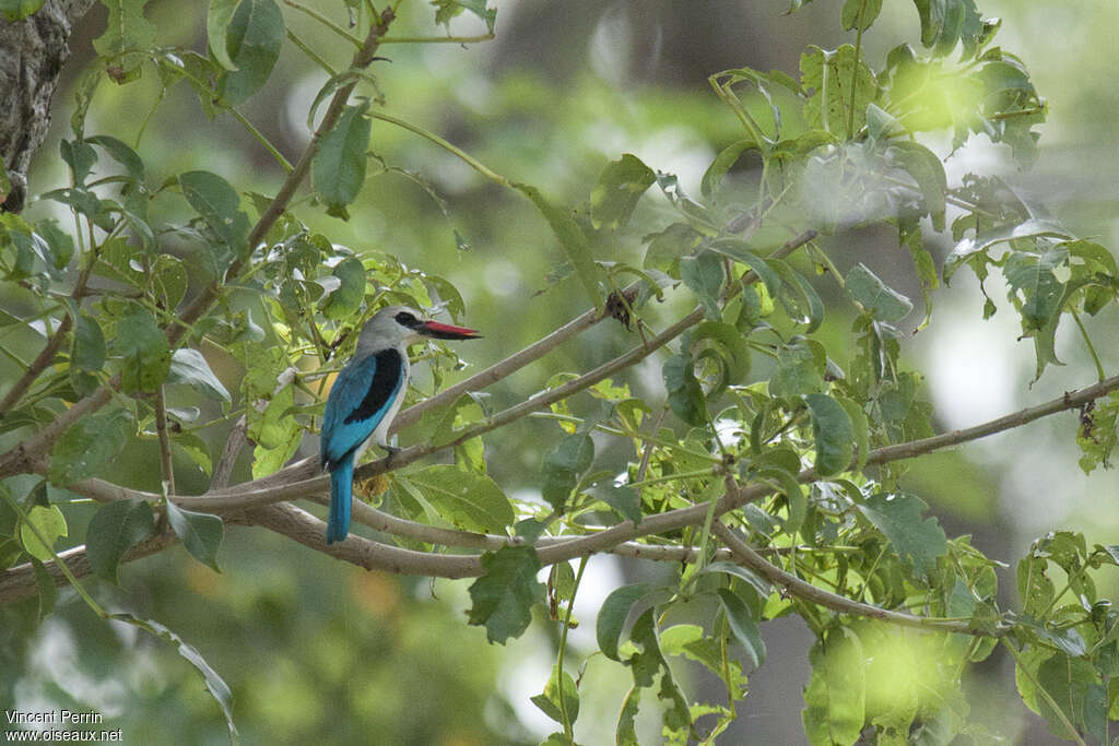 Martin-chasseur du Sénégaladulte, habitat, pigmentation