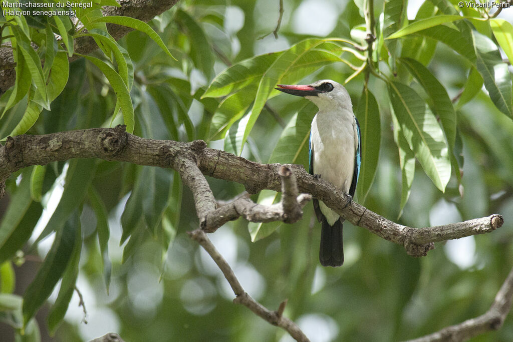 Woodland Kingfisheradult