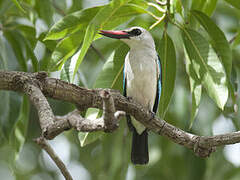 Woodland Kingfisher