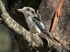 Laughing Kookaburra