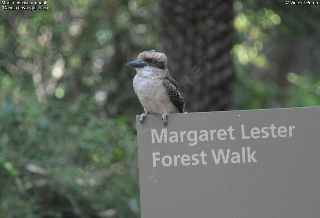 Laughing Kookaburra