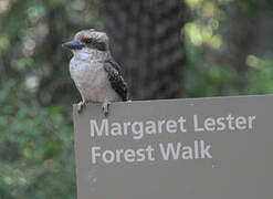 Laughing Kookaburra