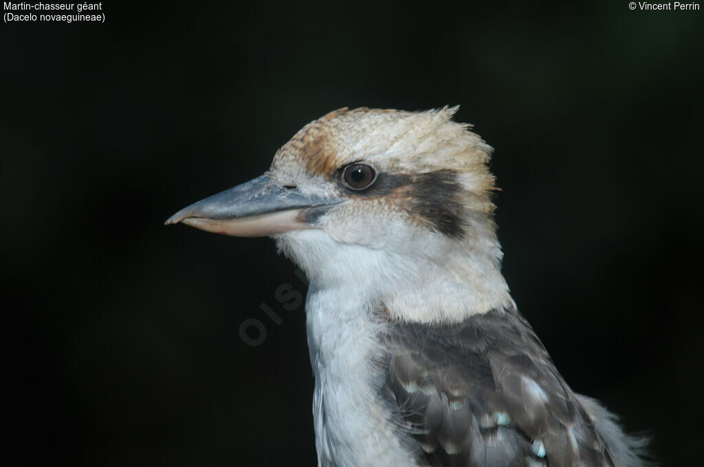 Laughing Kookaburraadult