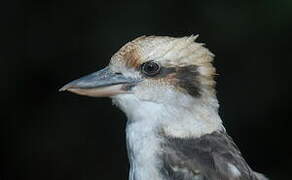 Laughing Kookaburra