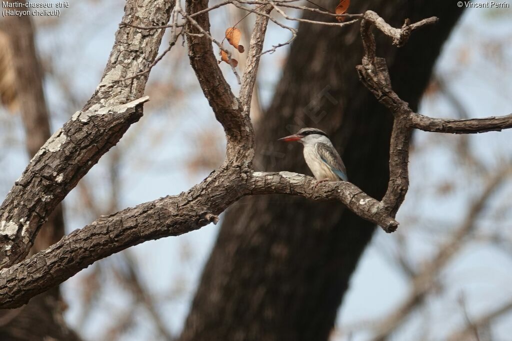 Striped Kingfisher