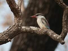 Striped Kingfisher