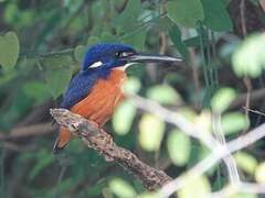 Shining-blue Kingfisher
