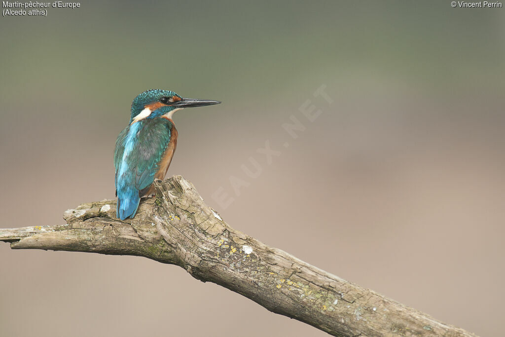 Common Kingfisher