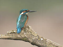 Common Kingfisher