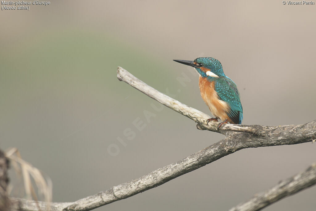 Common Kingfisher