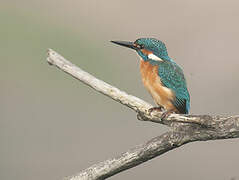 Common Kingfisher