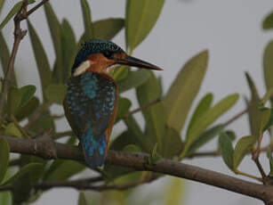 Martin-pêcheur huppé