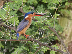 Malachite Kingfisher