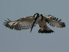 Pied Kingfisher