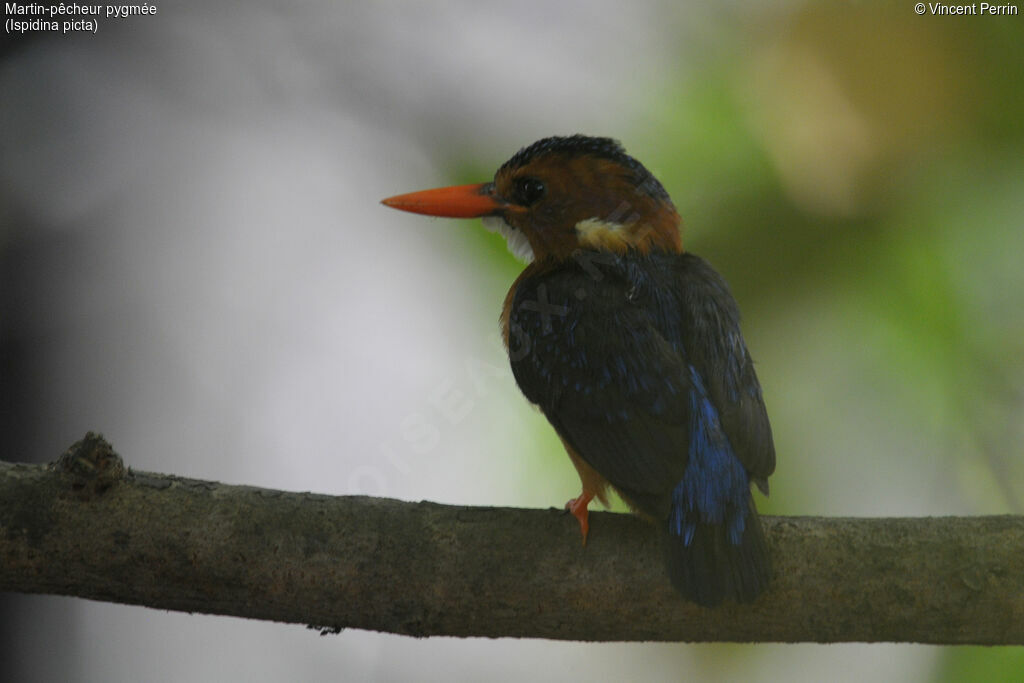 African Pygmy Kingfisheradult