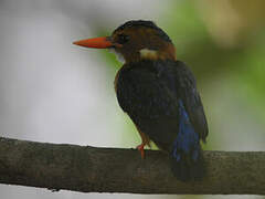 African Pygmy Kingfisher