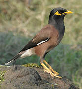 Common Myna