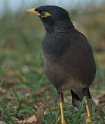 Common Myna