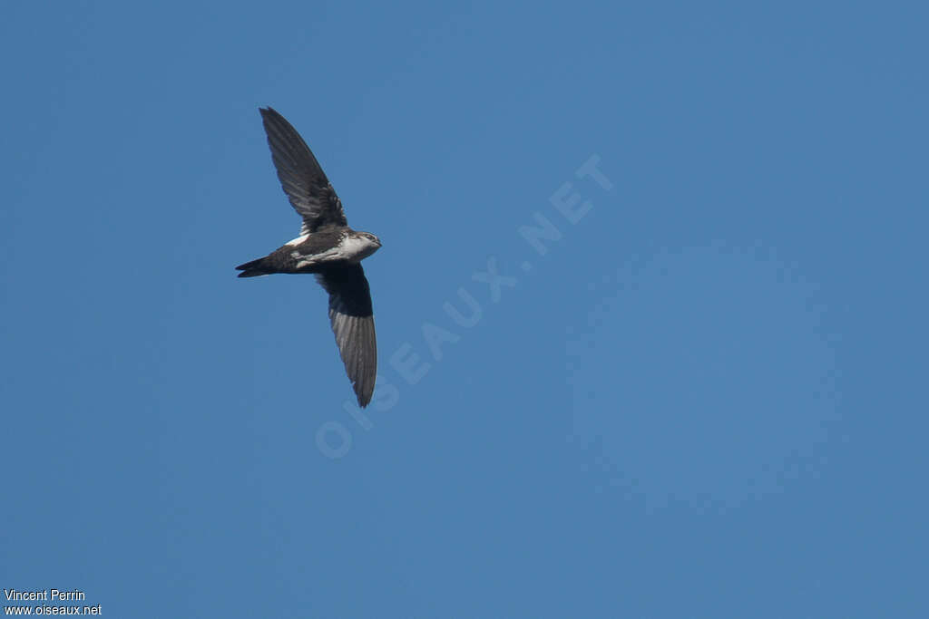 White-throated Swift, identification