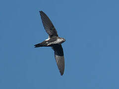 White-throated Swift