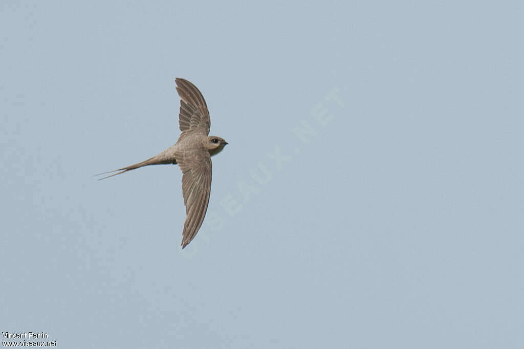 African Palm Swift